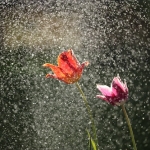 雨と花