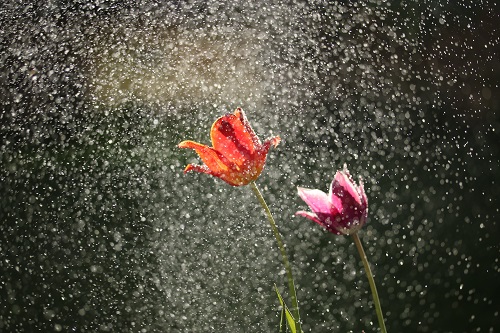 雨と花